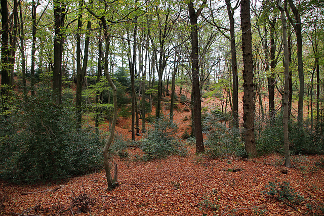 Im Wald am Nockenberg (Sprockhövel) / 6.11.2022