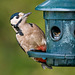 Great spotted woodpecker