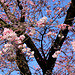 Japanische Zierkirschenblütenzweige