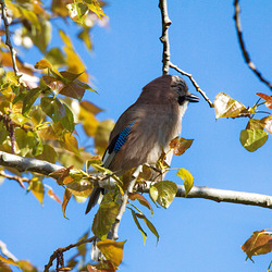 HD-IMG 2214-reppin-korpin-liceq HD-IMG 2214-reppin-korpin-liceq