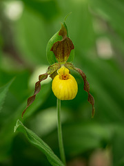 Cypripedium parviflorum var. parviflorum (Small Yellow Lady's-slipper orchid)