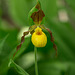 Cypripedium parviflorum var. parviflorum (Small Yellow Lady's-slipper orchid)