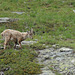 20160611 -18 Rando Meribel Les allues -Jour1 (168)