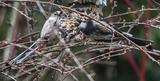 20150315 7438VRTw [D~RI] Schwanzmeise (Aegithalos caudatus), Rinteln