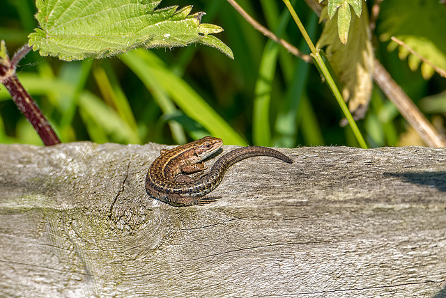 Common lizard