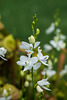 Calopogon tuberosus (Common Grass-pink orchid) forma albiflorus