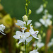 Calopogon tuberosus (Common Grass-pink orchid) forma albiflorus