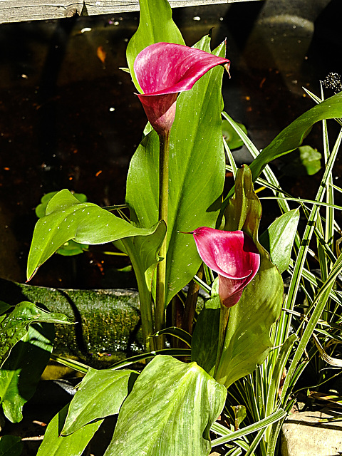 20200713 9332CPw [D~LIP] Gefleckte Calla (Zantedeschia albomaculata), Bad Salzuflen