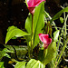 20200713 9332CPw [D~LIP] Gefleckte Calla (Zantedeschia albomaculata), Bad Salzuflen