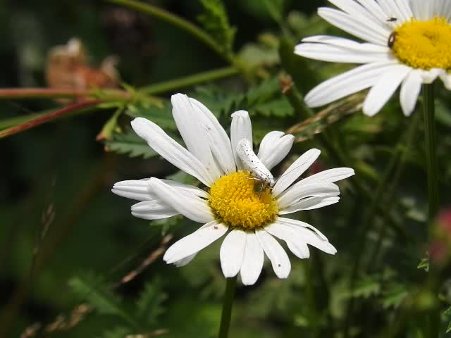 20210722 1872CP~V [D~LIP] Pfaffenhütchen-Gespinstmotte (Yponomeuta cagnagella), Wiesen-Margarite (Lucanthemum Vulgare agg), Bad Salzuflen