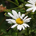 20210722 1872CP~V [D~LIP] Pfaffenhütchen-Gespinstmotte (Yponomeuta cagnagella), Wiesen-Margarite (Lucanthemum Vulgare agg), Bad Salzuflen