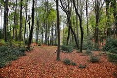 Im Wald am Nockenberg (Sprockhövel) / 6.11.2022