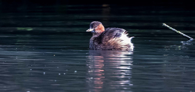 Little grebe