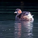 Little grebe