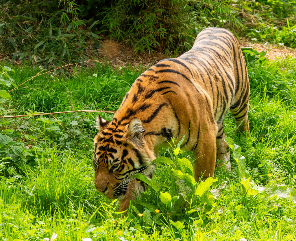Tigress