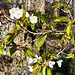 primavera