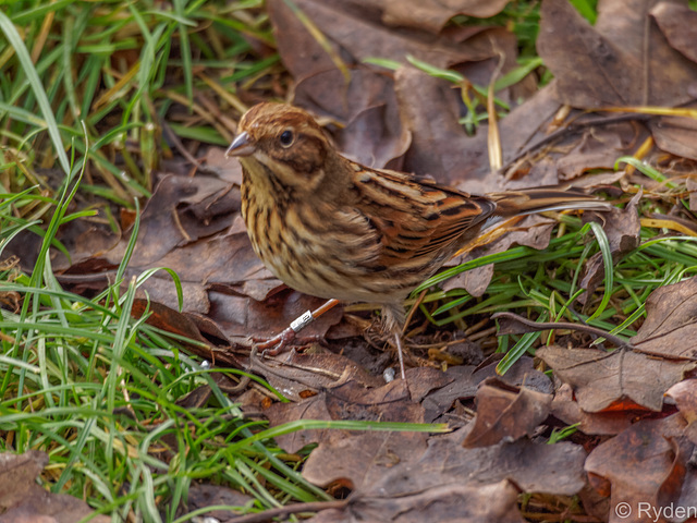 Female reed bunting
