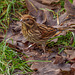 Female reed bunting Female reed bunting