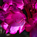Macro Mondays 419. - ohne Themenvorgabe