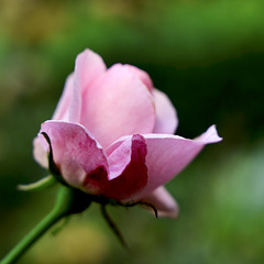 Octobre rose ...