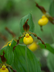 Cypripedium parviflorum var. parviflorum (Small Yellow Lady's-slipper orchid)