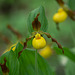 Cypripedium parviflorum var. parviflorum (Small Yellow Lady's-slipper orchid)