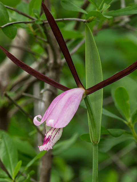 Cleistesiopsis divaricata (Large Rosebud orchid or Large Spreading Pogonia orchid)