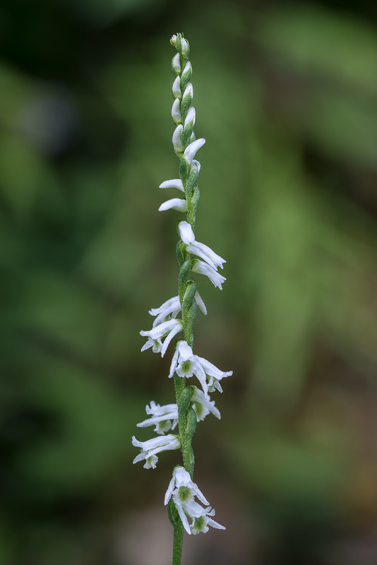 Spiranthes lacera var. gracilis (Northern Slender Ladies'-tresses orchid)