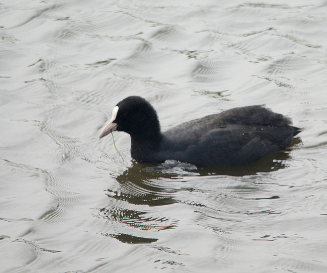 Coot (1)