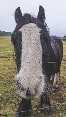 Damp afternoon for the young Irish Gypsy Cob