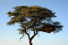 Namibia, A Huge Nest in the Branches of a Tree in the Game Reserve of Erindi