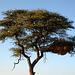 Namibia, A Huge Nest in the Branches of a Tree in the Game Reserve of Erindi