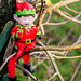Wee Elf up a Tree