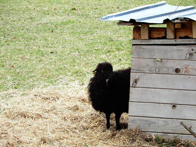 le mouton d'ouessant