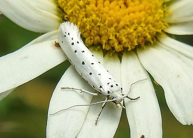 20210722 1874CPw [D~LIP] Pfaffenhütchen-Gespinstmotte (Yponomeuta cagnagella), Wiesen-Margarite (Lucanthemum Vulgare agg), Bad Salzuflen