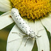 20210722 1874CPw [D~LIP] Pfaffenhütchen-Gespinstmotte (Yponomeuta cagnagella), Wiesen-Margarite (Lucanthemum Vulgare agg), Bad Salzuflen