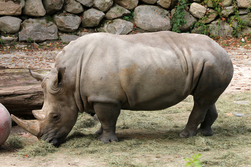 Rhinoceros