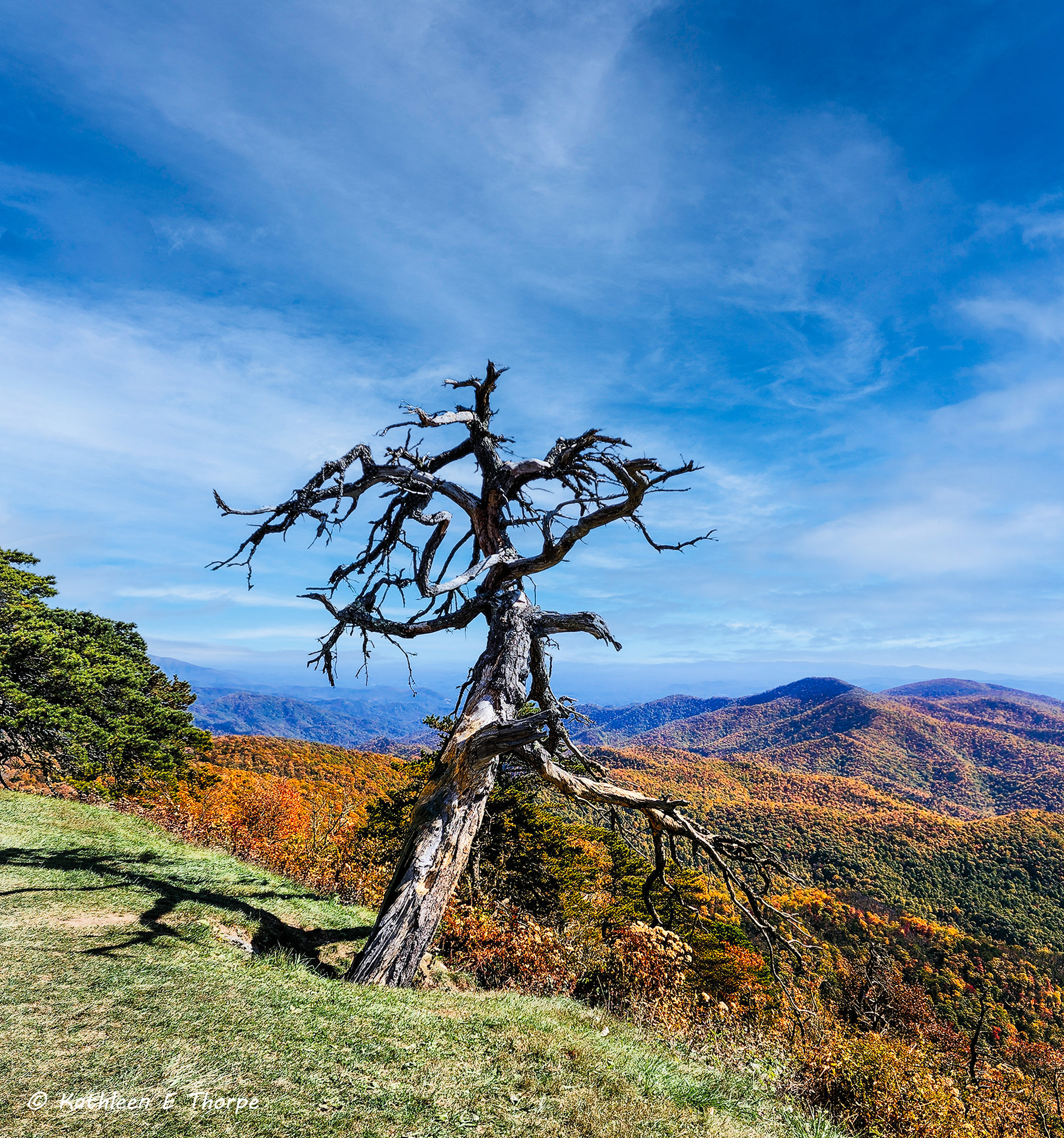 Blue Ridge Parkway Old Man