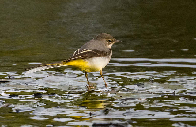 Grey wagtail