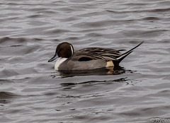 PintailMartinMere