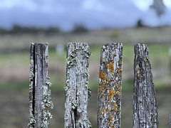 Penedos, HFF IS NOW CLOSED, SEE YOU NEXT FRIDAY! Penedos, HFF IS NOW CLOSED, SEE YOU NEXT FRIDAY!