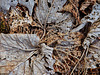Autumn Remains