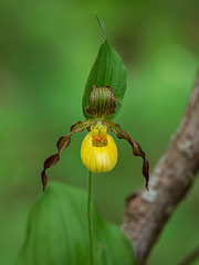 Cypripedium parviflorum var. parviflorum (Small Yellow Lady's-slipper orchid)