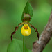 Cypripedium parviflorum var. parviflorum (Small Yellow Lady's-slipper orchid)