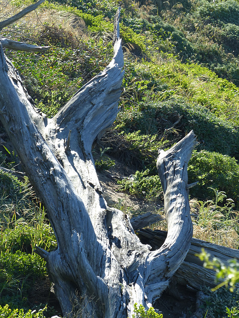 Coastal Tree (2) - 16 April 2016