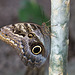 Eifalia Schmetterlingsgarten DSC00529