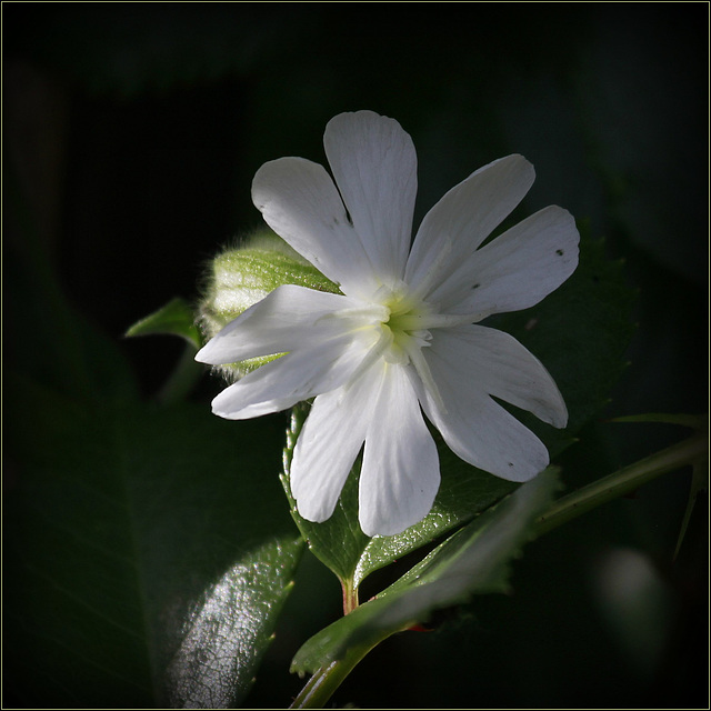 Compagnon blanc