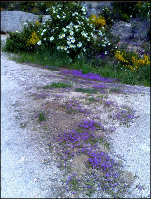 I don't know what the purple flowers are.