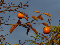 SAINTE GEMMES SUR LOIRE