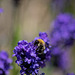 Bee on Lavender